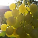 Столовый сорт винограда — Сурученский белоснежный