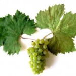 Технический сорт винограда — Первенец Магарача