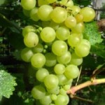 Столовый cорт винограда — Жемчуг Саба