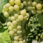 Технический сорт винограда — Шардоне